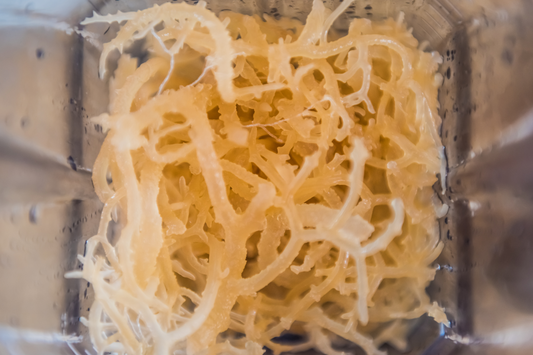Sea Moss Gel